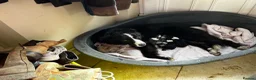 Border Collie dogs for sale: KC/ISDS Registered Beautiful Border Collie Pups - Advert 2