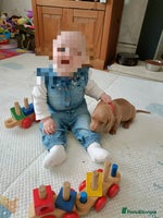 Miniature Dachshund dogs - Advert 10