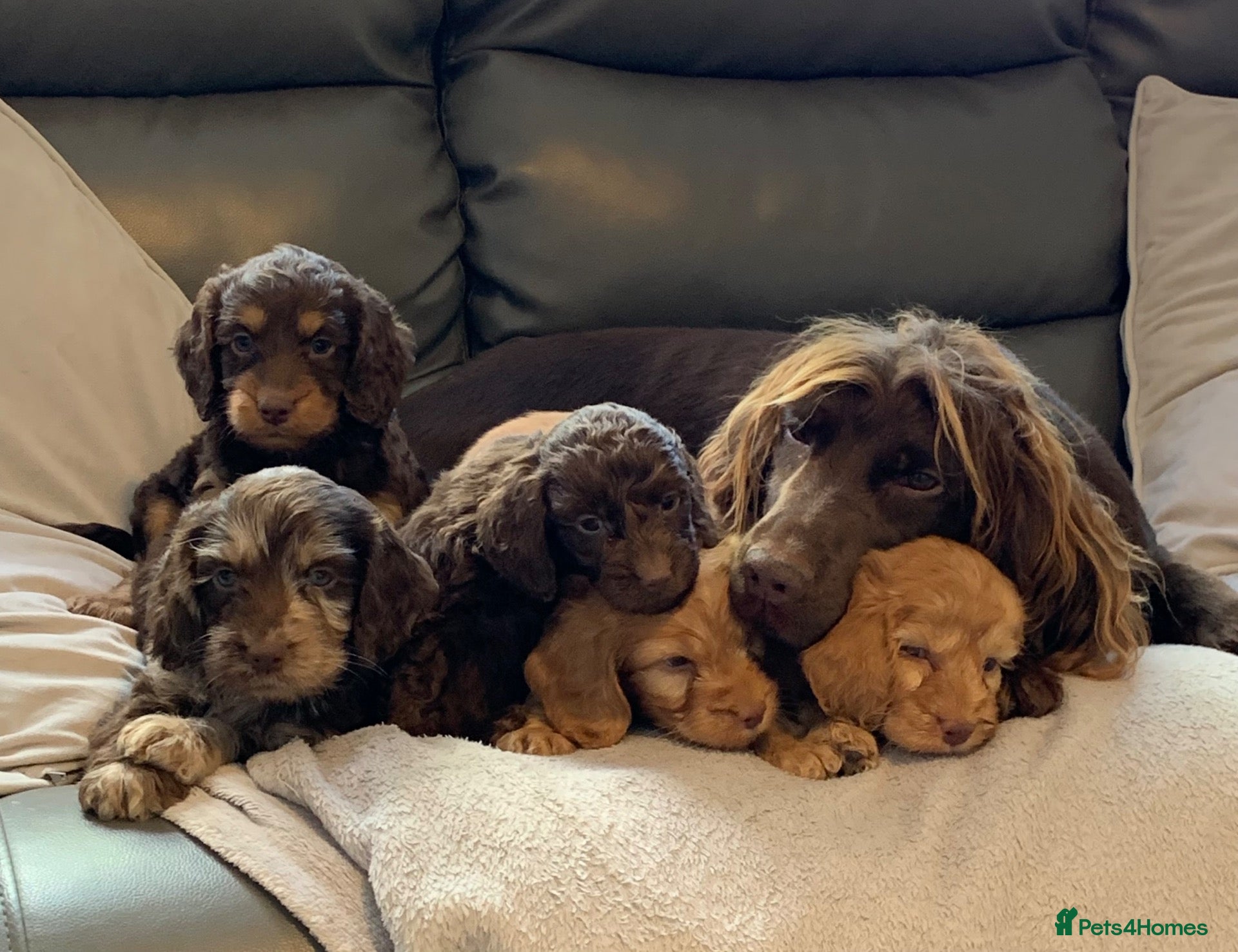 Cockapoo dogs Healthy toy cockapoo companions  - Advert 2