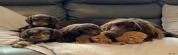 Cockapoo dogs for sale: Healthy toy cockapoo companions  - Advert 1