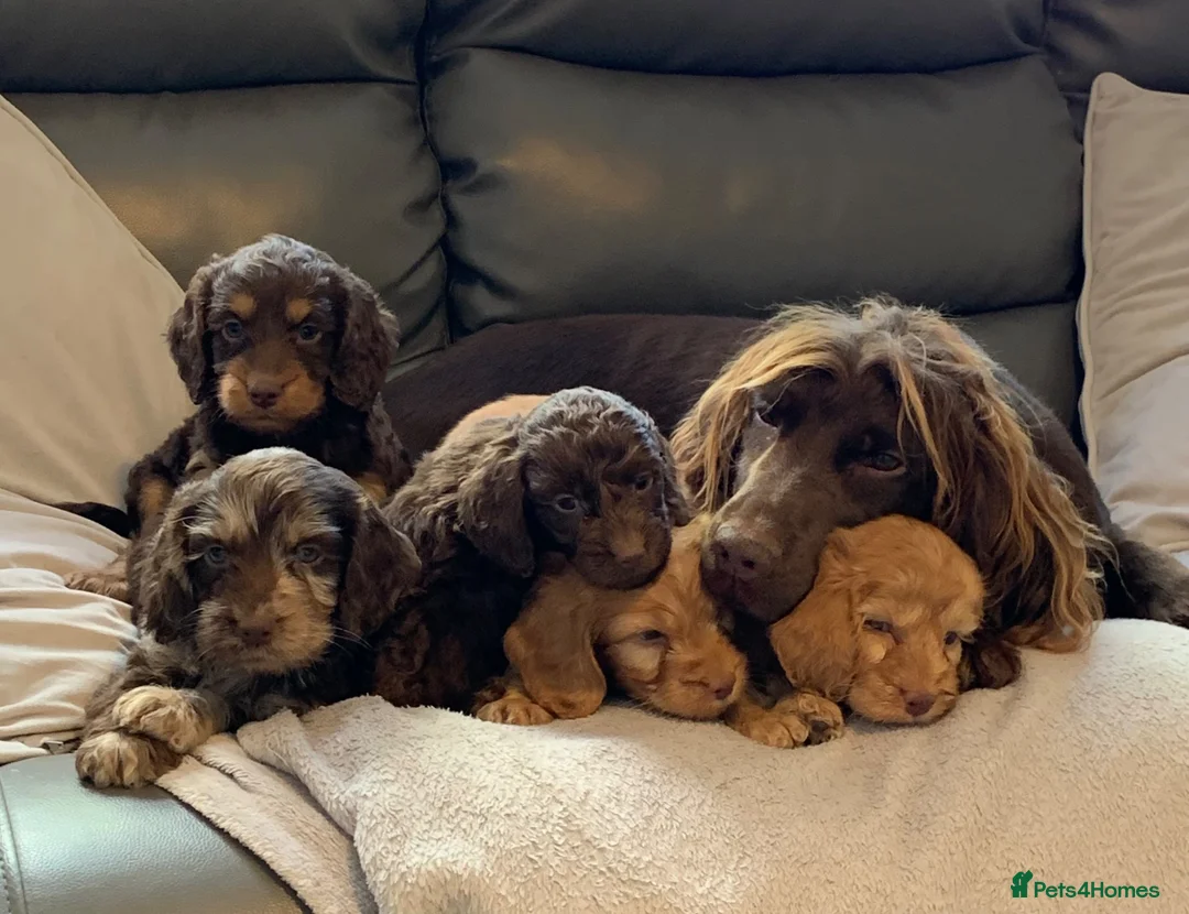 Cockapoo dogs for sale: Healthy toy cockapoo companions  - Advert 1