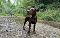 Dobermann dogs for stud: Dobermann for Stud - Image 3