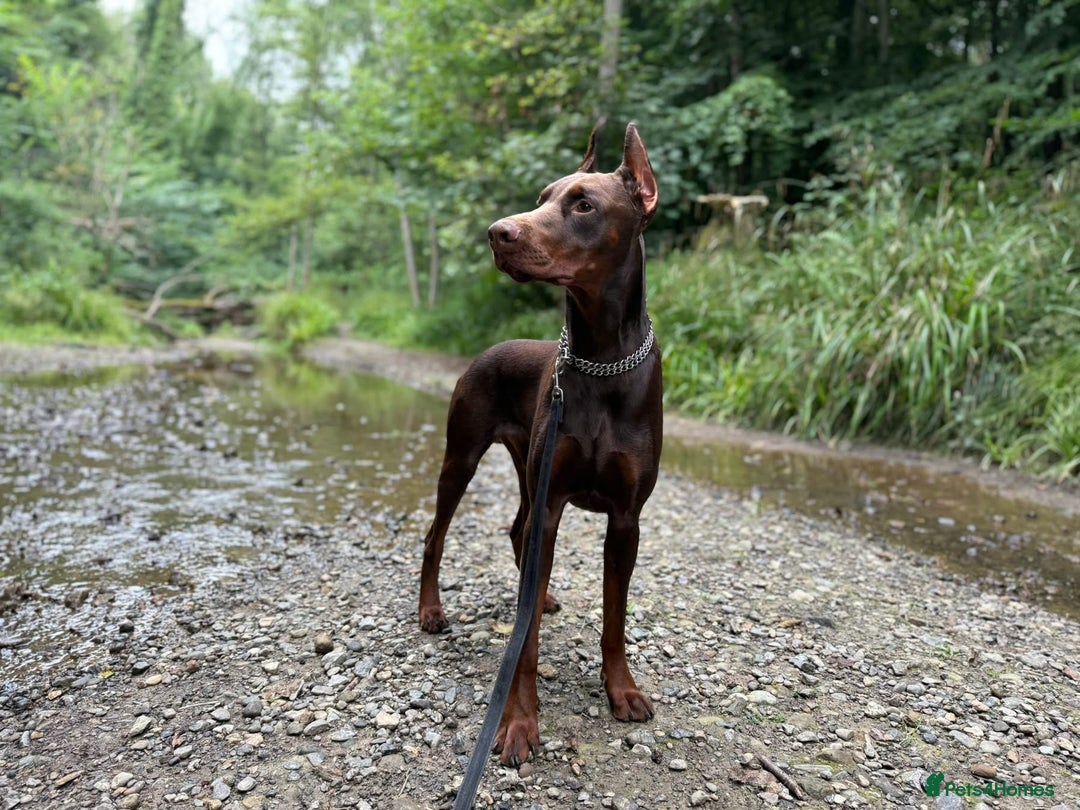 Dobermann dogs for stud: Dobermann for Stud - Image 3