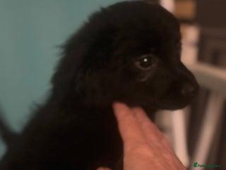 Mixed Breed dogs Cockeranians - Advert 1