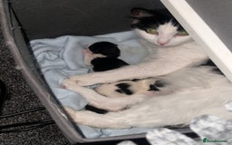 Mixed Breed cats for sale: One female white black kitten - Image 9