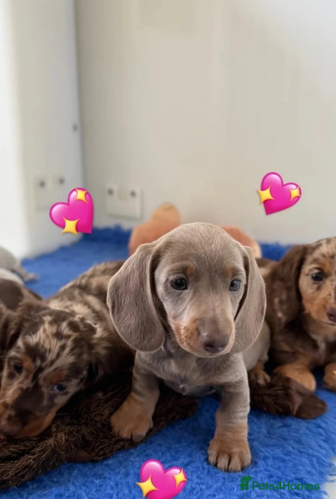 Miniature Dachshund dogs for sale:  Beautiful Miniature Puppies Available in Plymouth - Advert 1