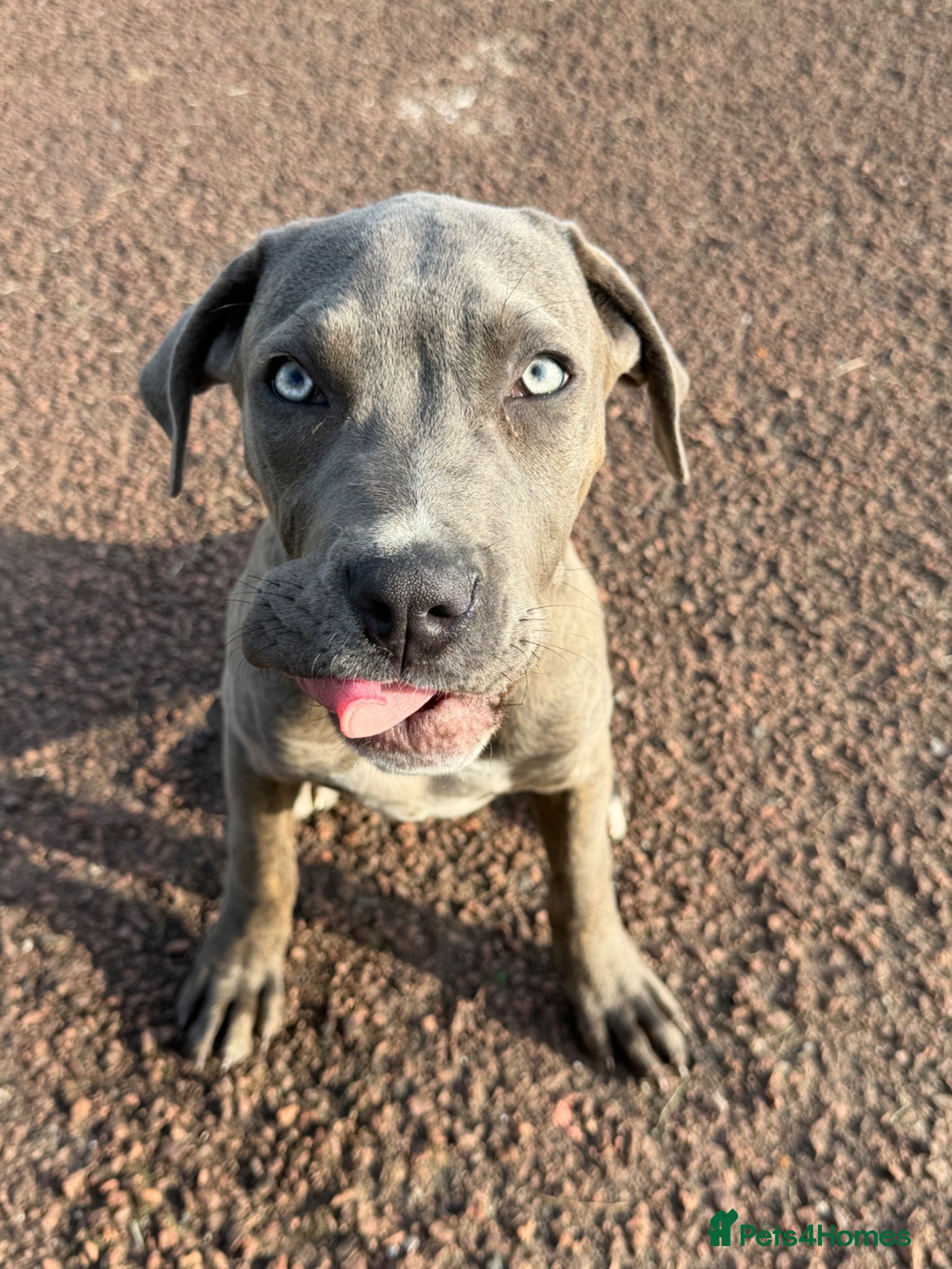 Cane Corso dogs Shadow  - Advert 5