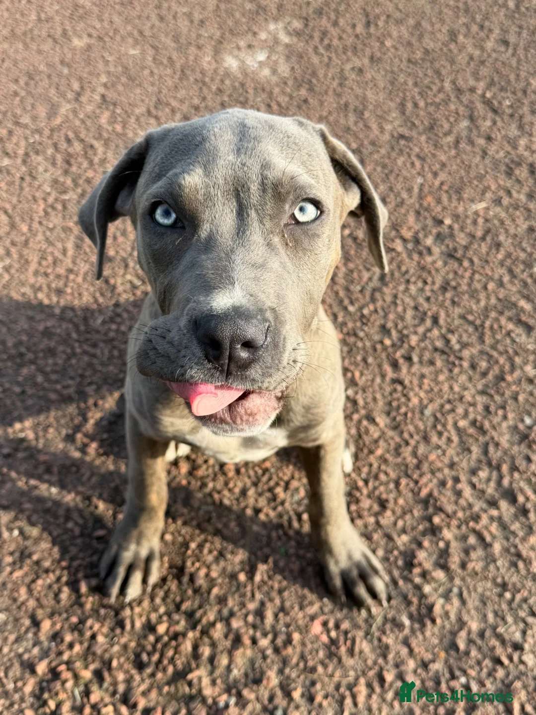 Cane Corso dogs for sale: Shadow  in Knutsford - Advert 1