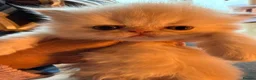Persian cats for sale: Pure bred   **  cream shaded Persian kitten  in Hounslow - Advert 5