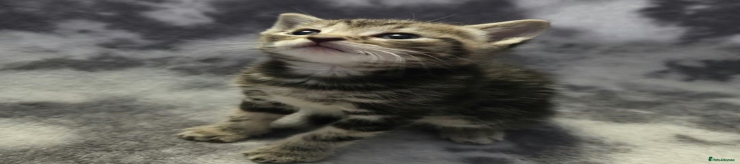 Kitten 5
