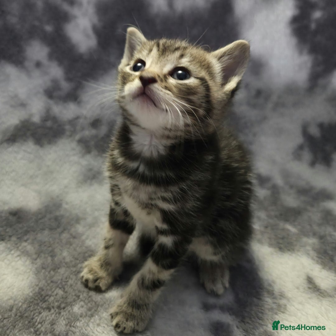 Mixed Breed cats for sale: Mixed breed kittens - Image 7