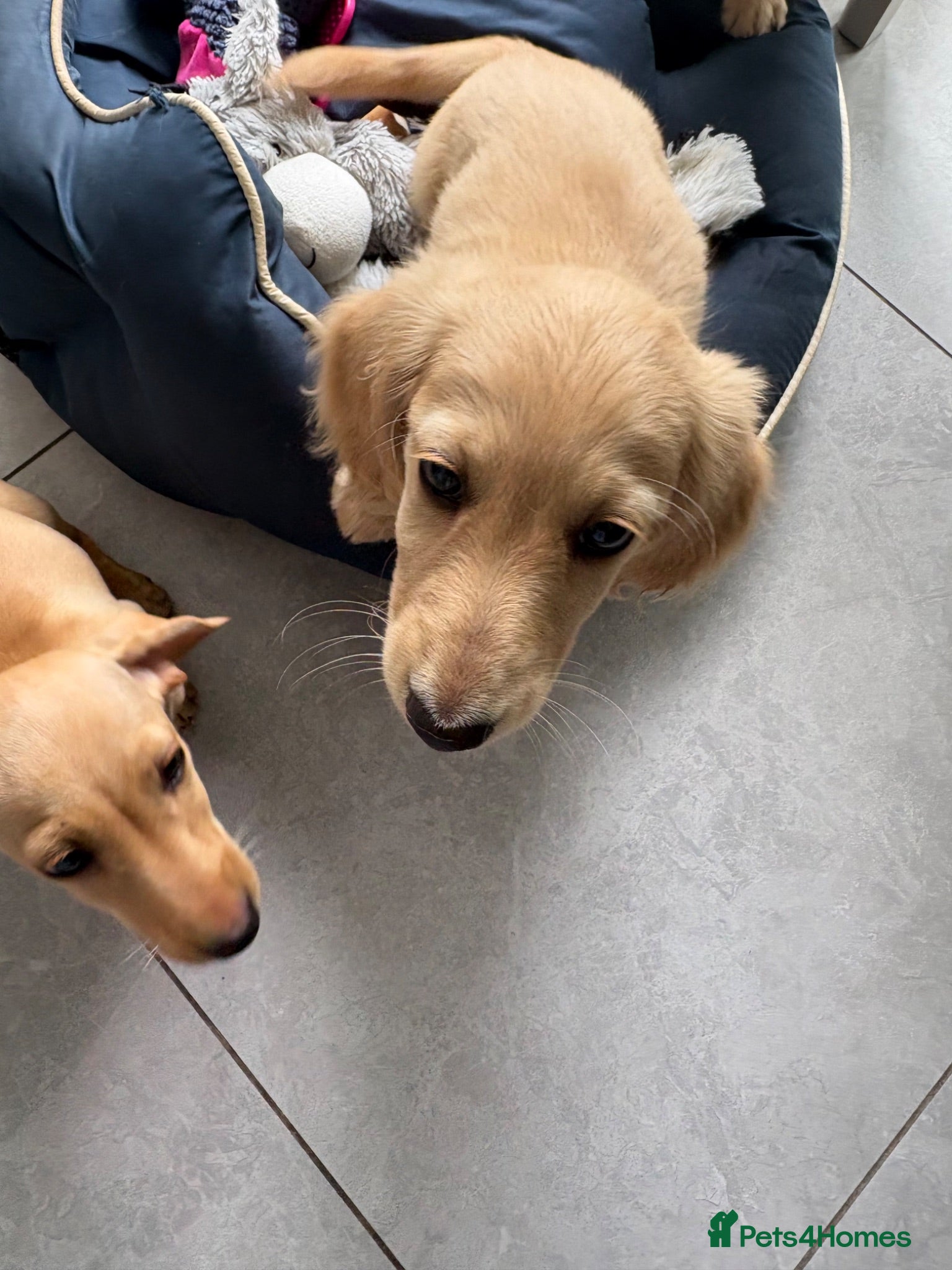 Miniature Dachshund dogs Cream Boy Long haired miniature dachshund - Advert 15