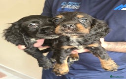 Cocker Spaniel dogs for sale: Cocker Spaniel puppies  - Image 9