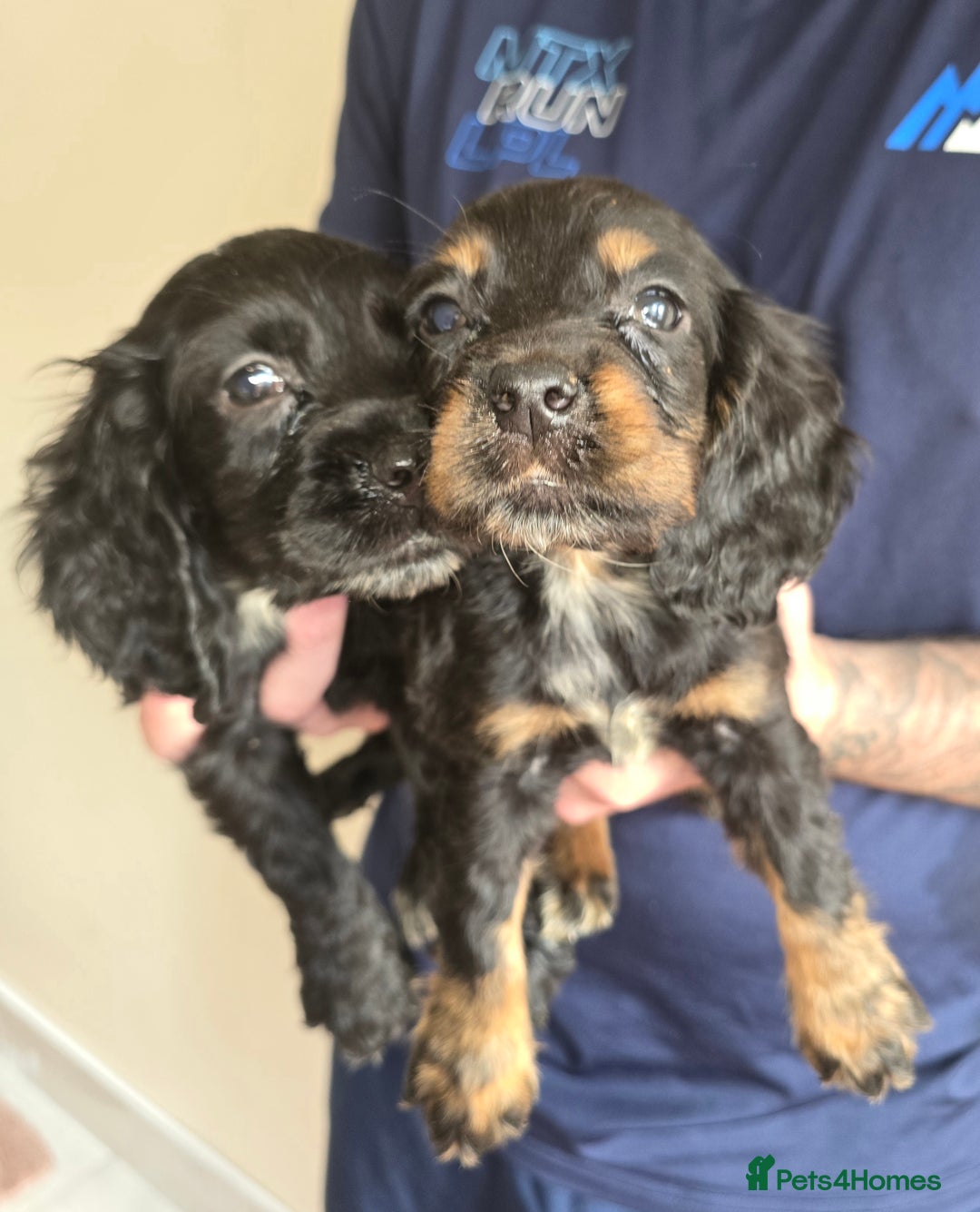 Cocker Spaniel dogs for sale: Cocker Spaniel puppies  - Image 9