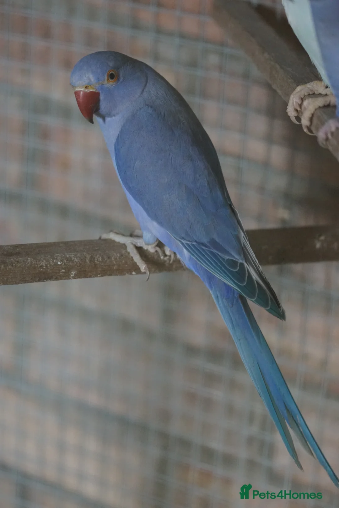 Ringnecks birds for sale: Beautiful young ring necks   - Advert 2