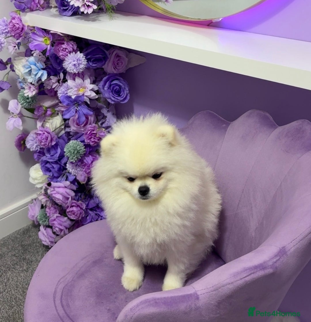 Pomeranian dogs for sale: ⭐Beautiful KC Pedigree Pomeranian Boy-White/Cream⭐ - Advert 2