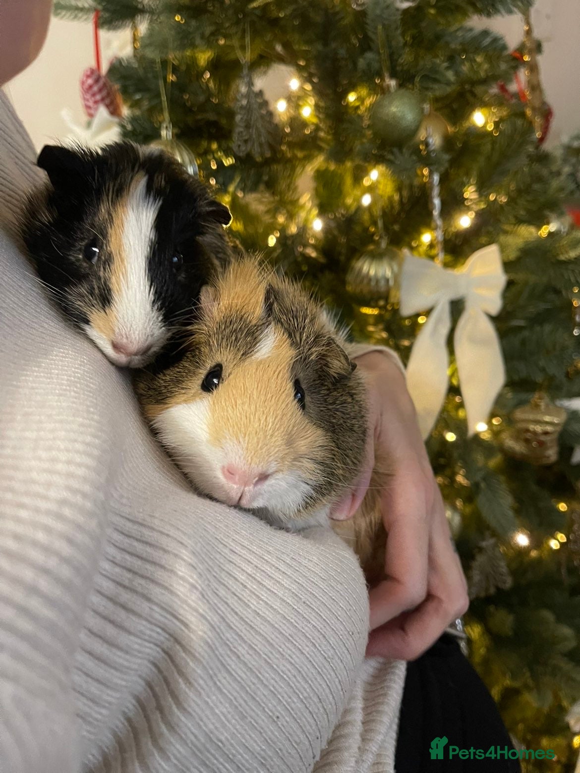 Guinea Pig rodents 2 Pair of male boars  - Advert 2