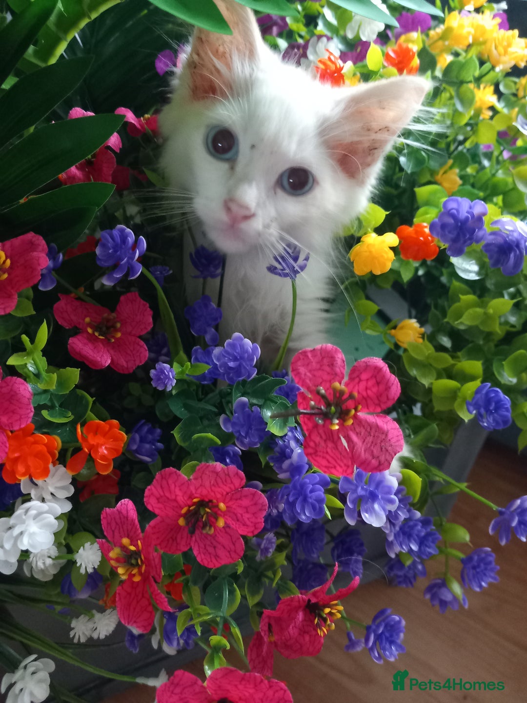 Ragdoll cats for sale: Flame point ragdoll - Image 1