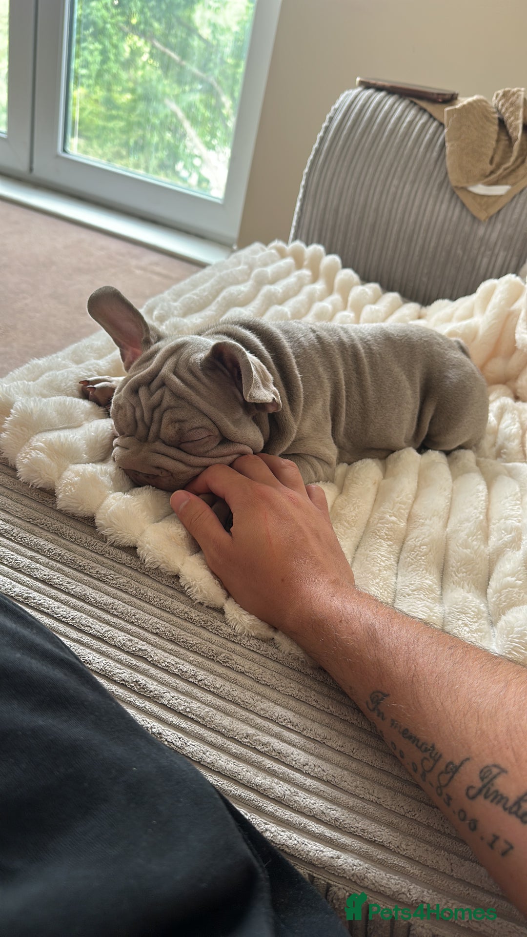 French Bulldog dogs for sale: Velvet big rope  new shade for French bulldog  - Image 9