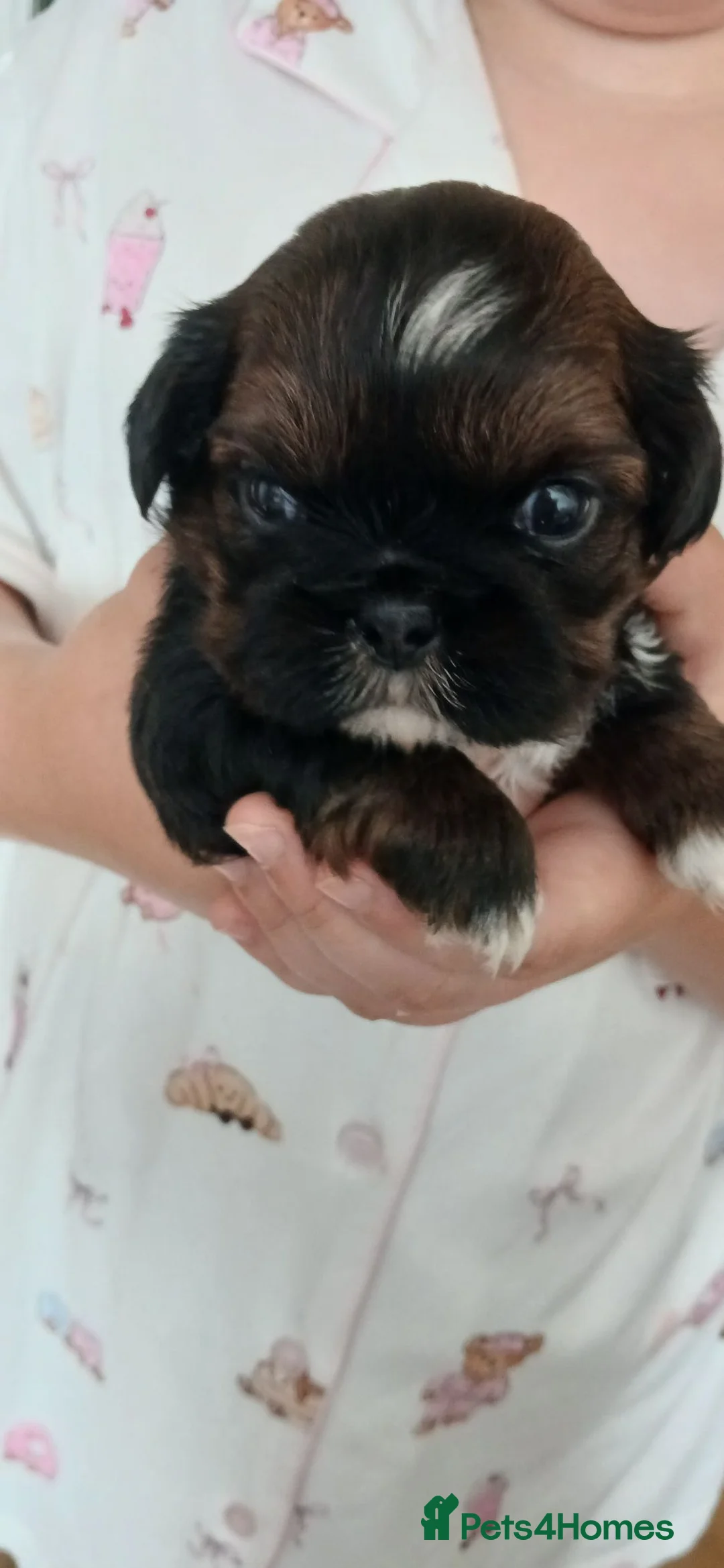 Shih Tzu dogs for sale: Beautiful  shihtzu  - Advert 1