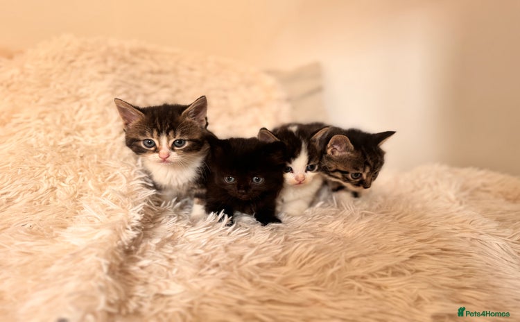 Persian cats - Advert 2