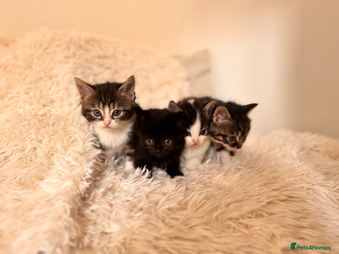 Persian cats for sale: Persian X babies - READY NOW - Image 1