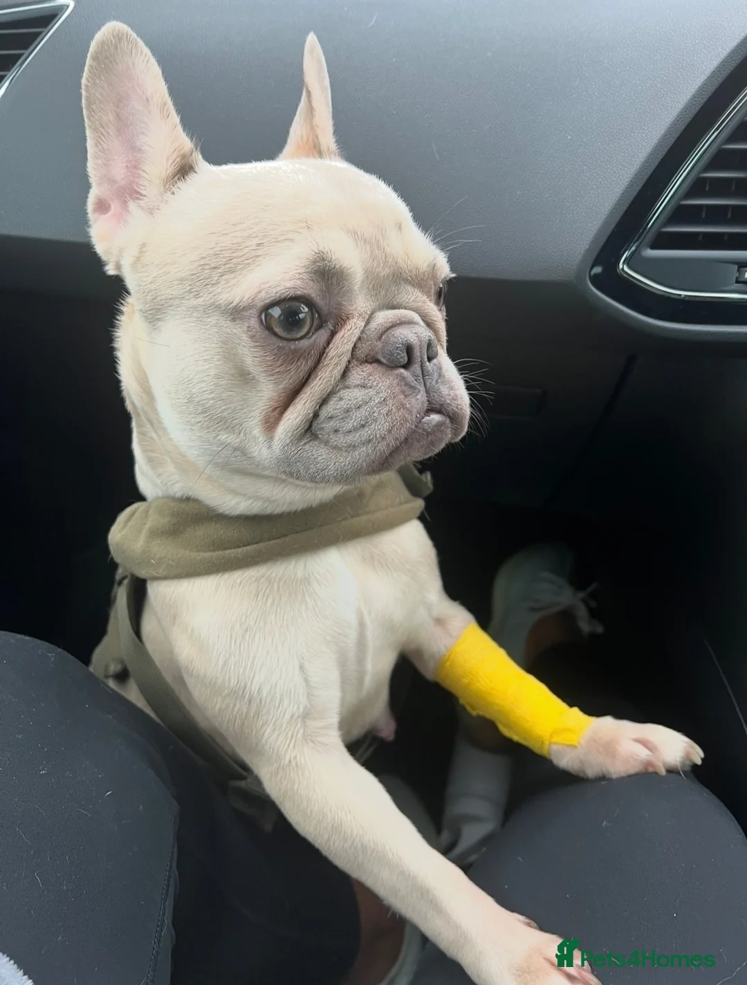 French Bulldog dogs for sale: Looking for a new home for the gorgeous Odyssey - Advert 7