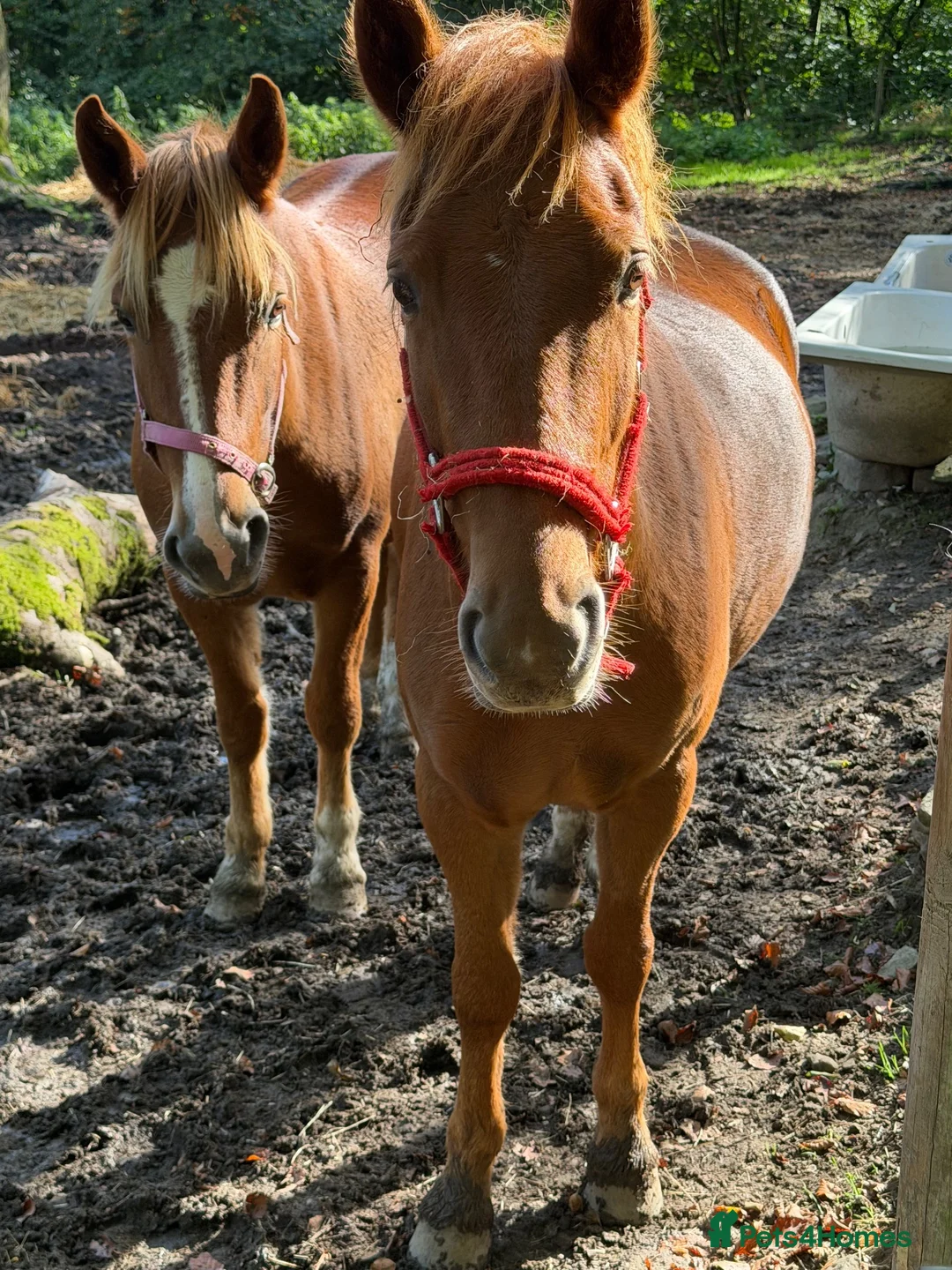 New Forest horses for sale: Home saught for the Newforest Boys  - Advert 2