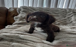 Sprocker dogs for sale: Health Tested- Chocolate Sprocker Puppies 🐻  in Bishop Auckland - Image 2