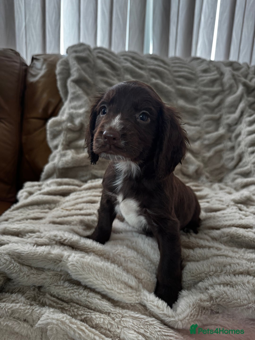 Sprocker dogs for sale: Health Tested- Chocolate Sprocker Puppies 🐻  in Bishop Auckland - Image 2