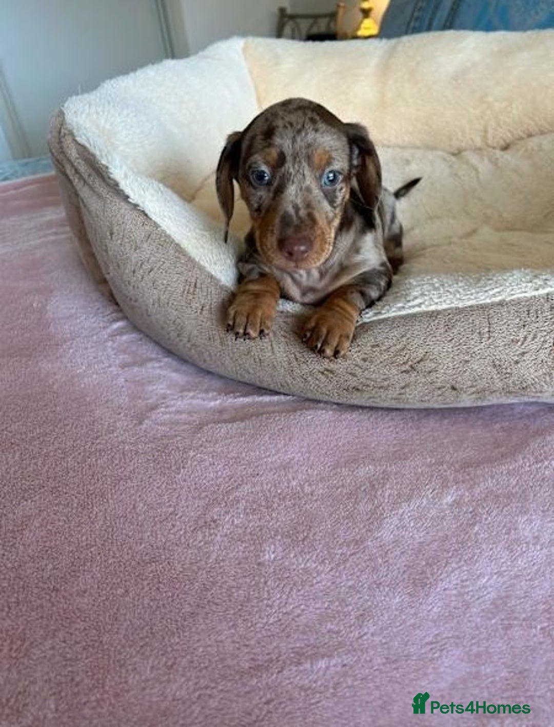 Miniature Dachshund dogs for sale: Gentle Smoothhair mini doxies for sale - Image 3