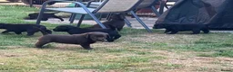 Labrador Retriever dogs for sale: Royal Kennel club registered puppies - Advert 8