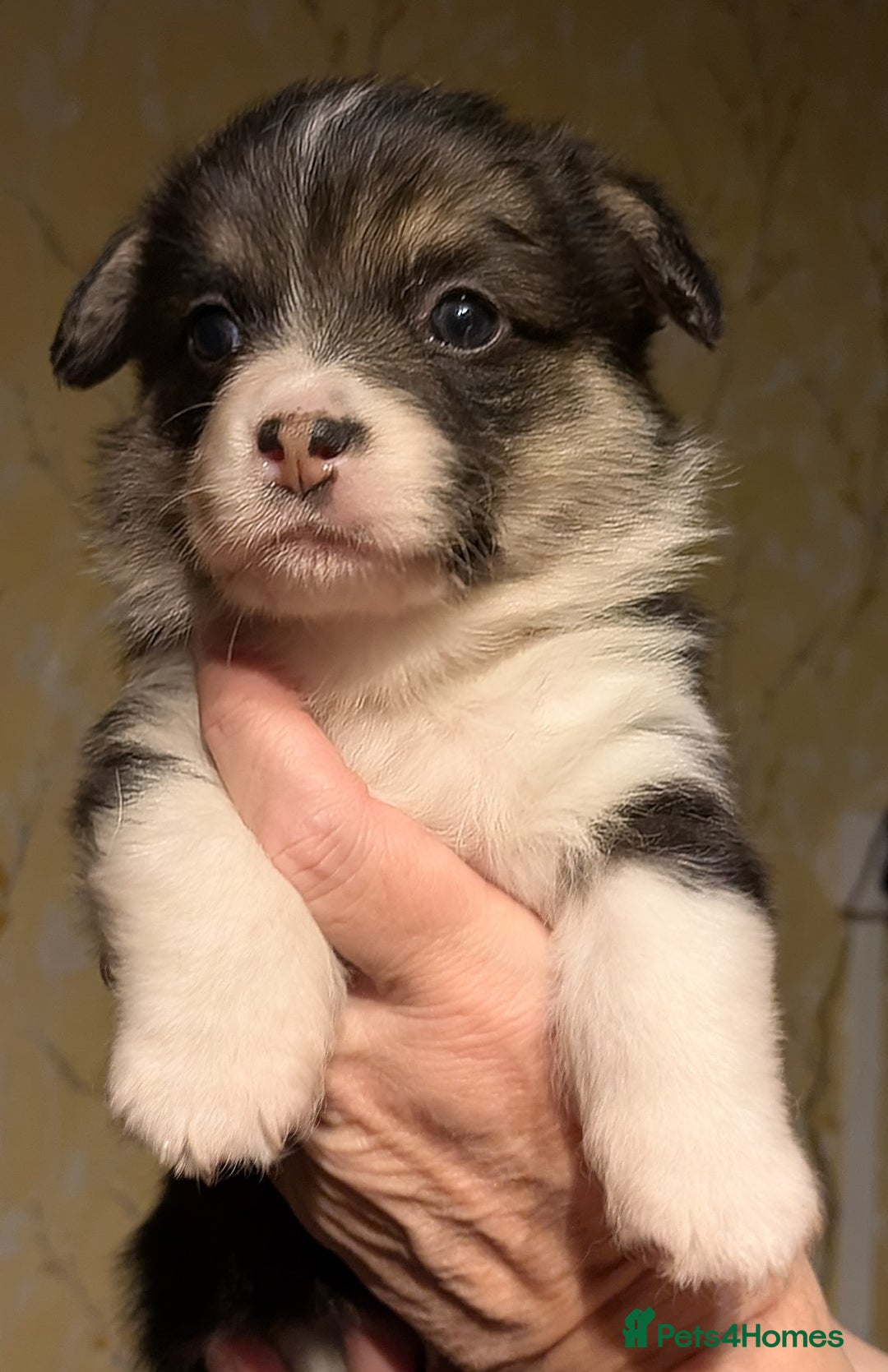 Welsh Corgi Pembroke dogs for sale: Well bred pembs pups DNA clear DM,eic, Vwd ,pra - Image 2