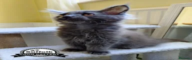Maine Coon Kitten boy