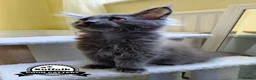 Maine Coon cats for sale: Maine coon boy kitten . - Advert 2