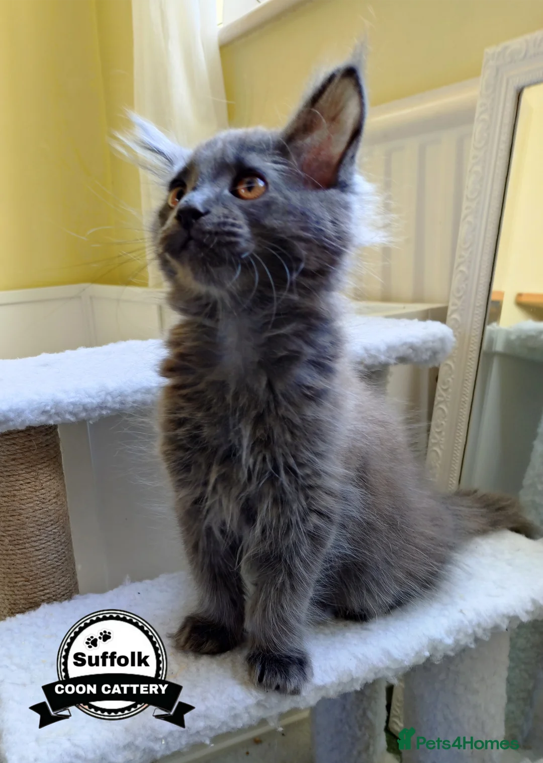 Maine Coon cats for sale: Maine coon boy kitten . - Advert 2