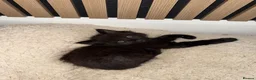 Siberian cats for sale: 6 hypoallergenic Siberian kittens  in London - Advert 3