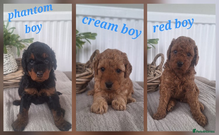 Labradoodle dogs - Advert 1