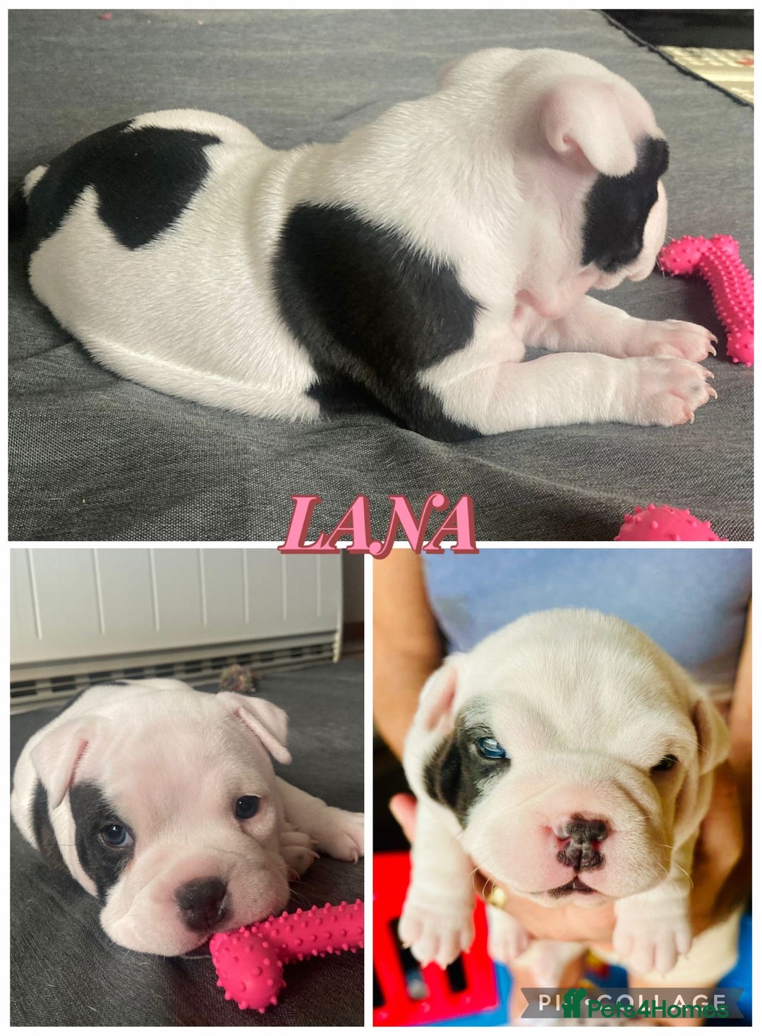 American Bully dogs for sale: American pocket bully  - Advert 3