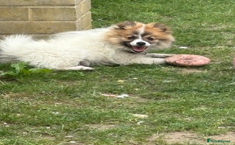 German Spitz dogs - Advert 1