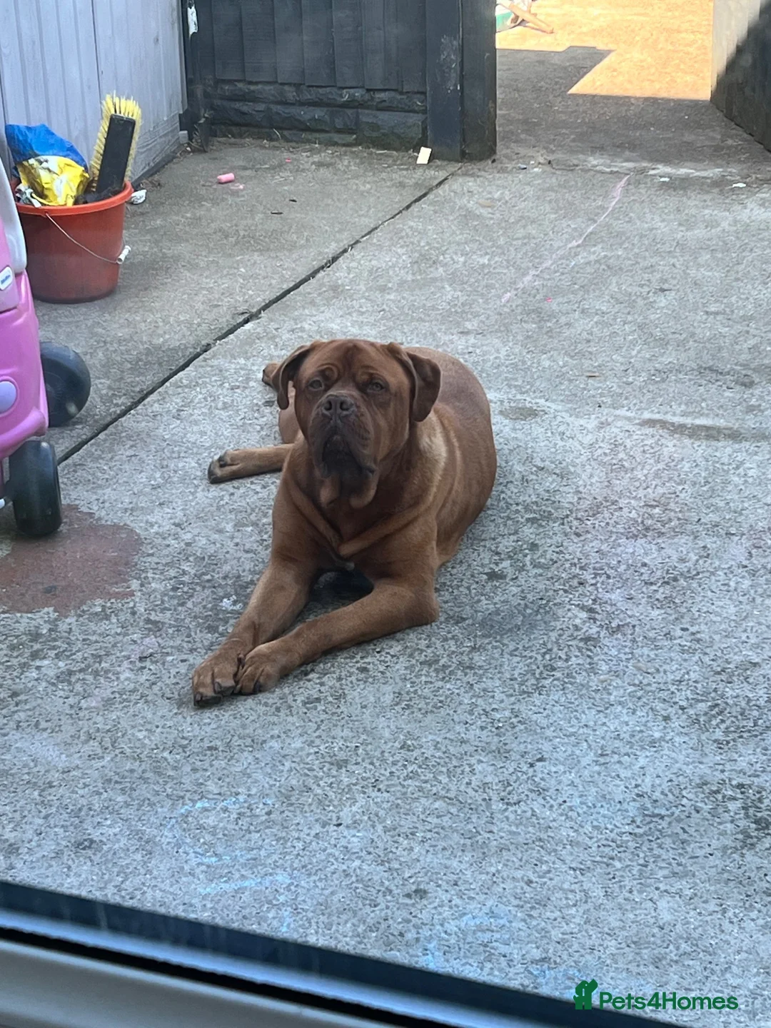 Dogue De Bordeaux dogs for sale: Bobby - Adult Dogue De Bordeaux - Advert 4