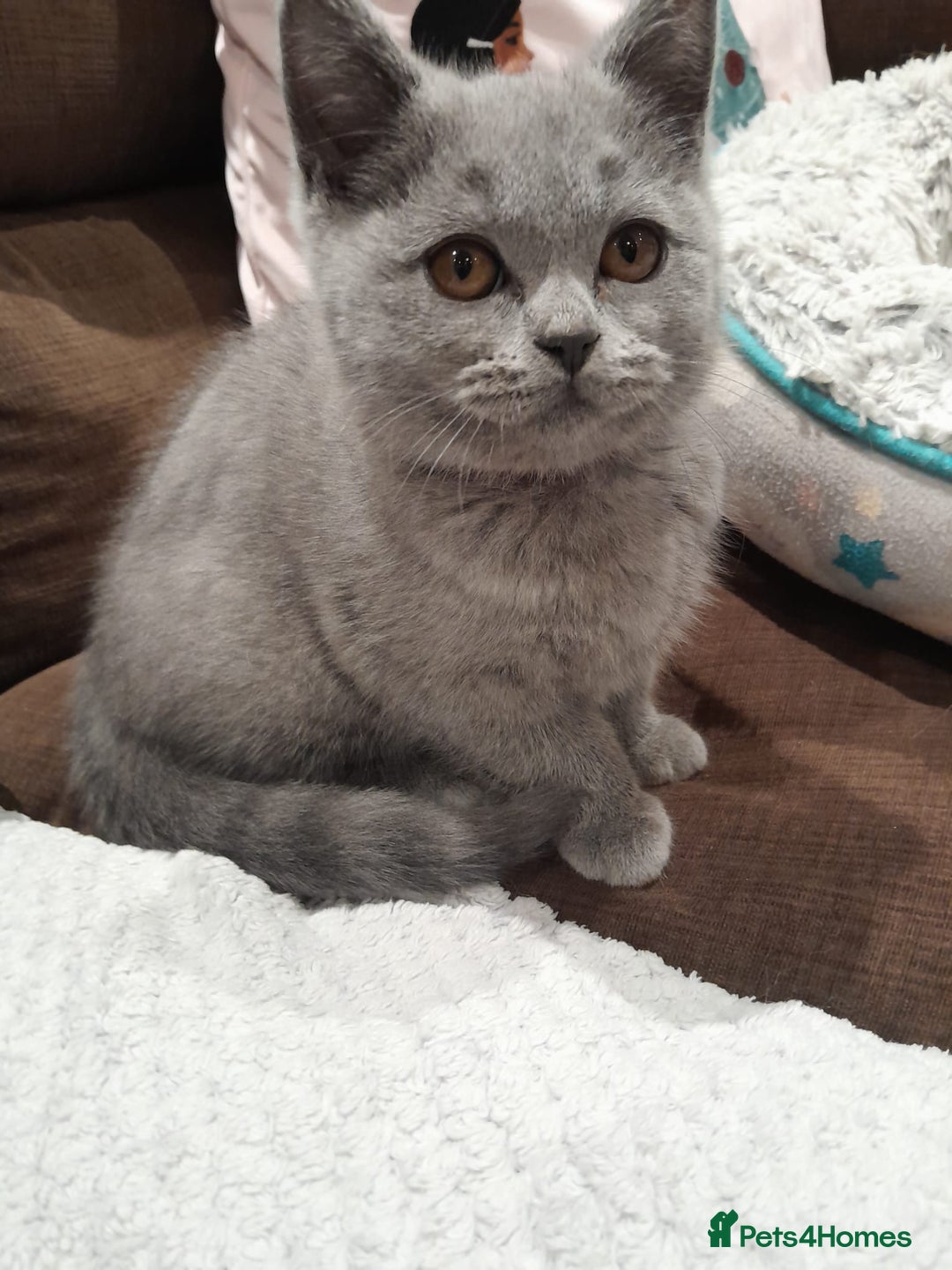 British Shorthair cats for sale: Blue British shorthairs kittens with GCCFpedigree - Image 9