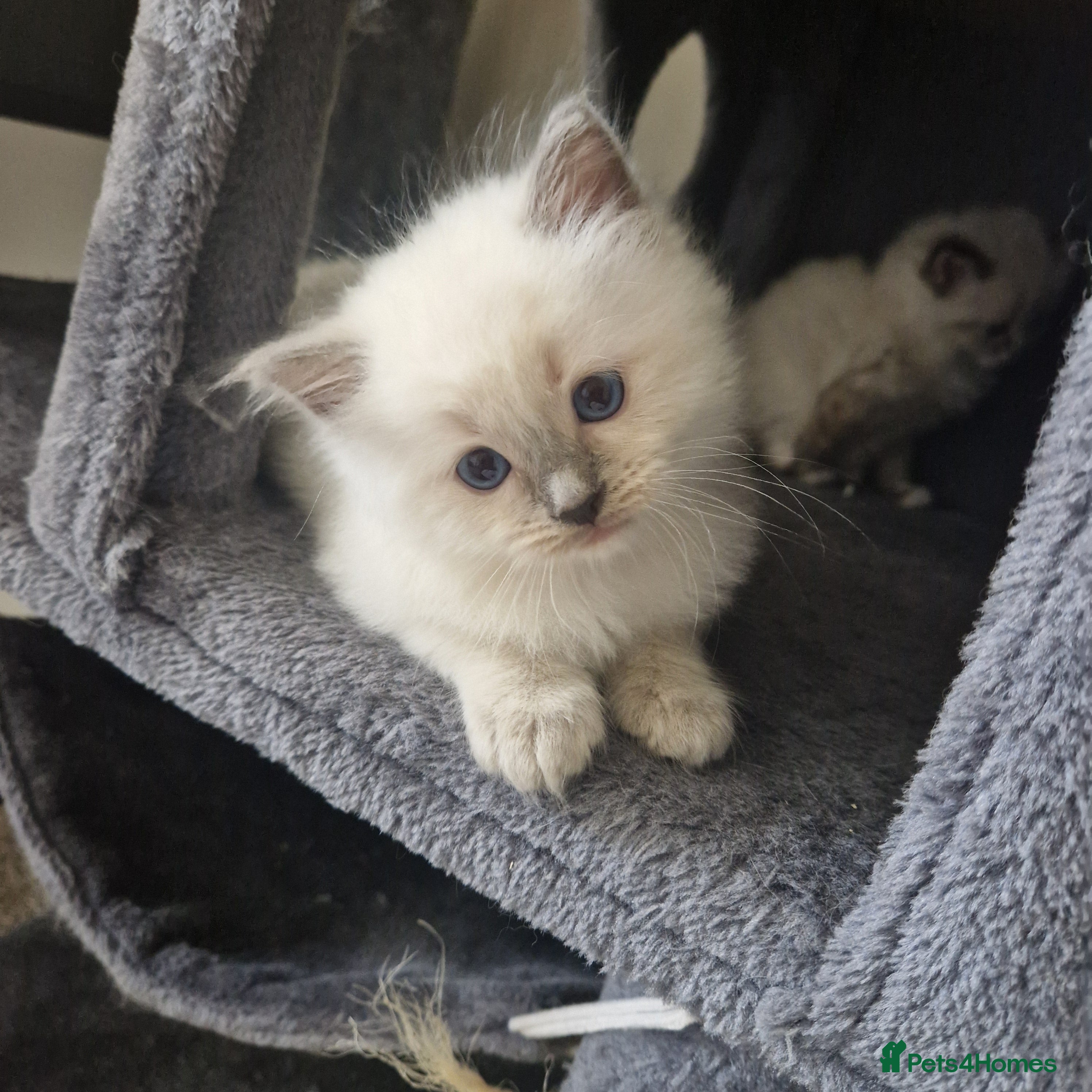Ragdoll cats Pure Bred Ragdoll Kittens - Advert 2