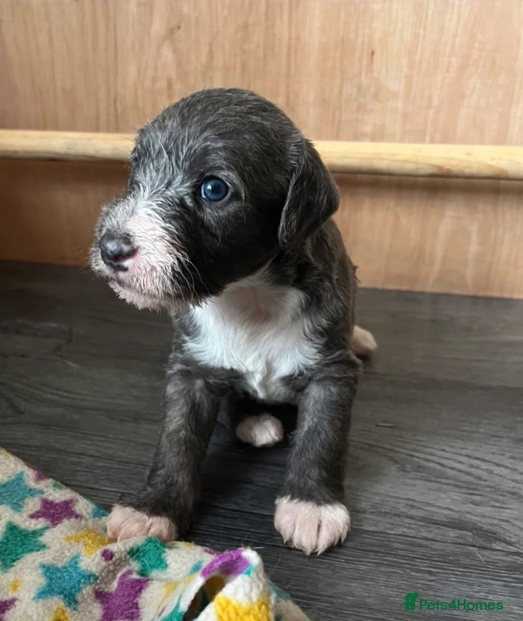 Mixed Breed dogs for sale: Bedlington whippets  - Advert 1