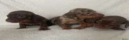 Miniature Dachshund dogs for sale: 💖Gorgeous mini dachshund puppies💙 - Advert 10