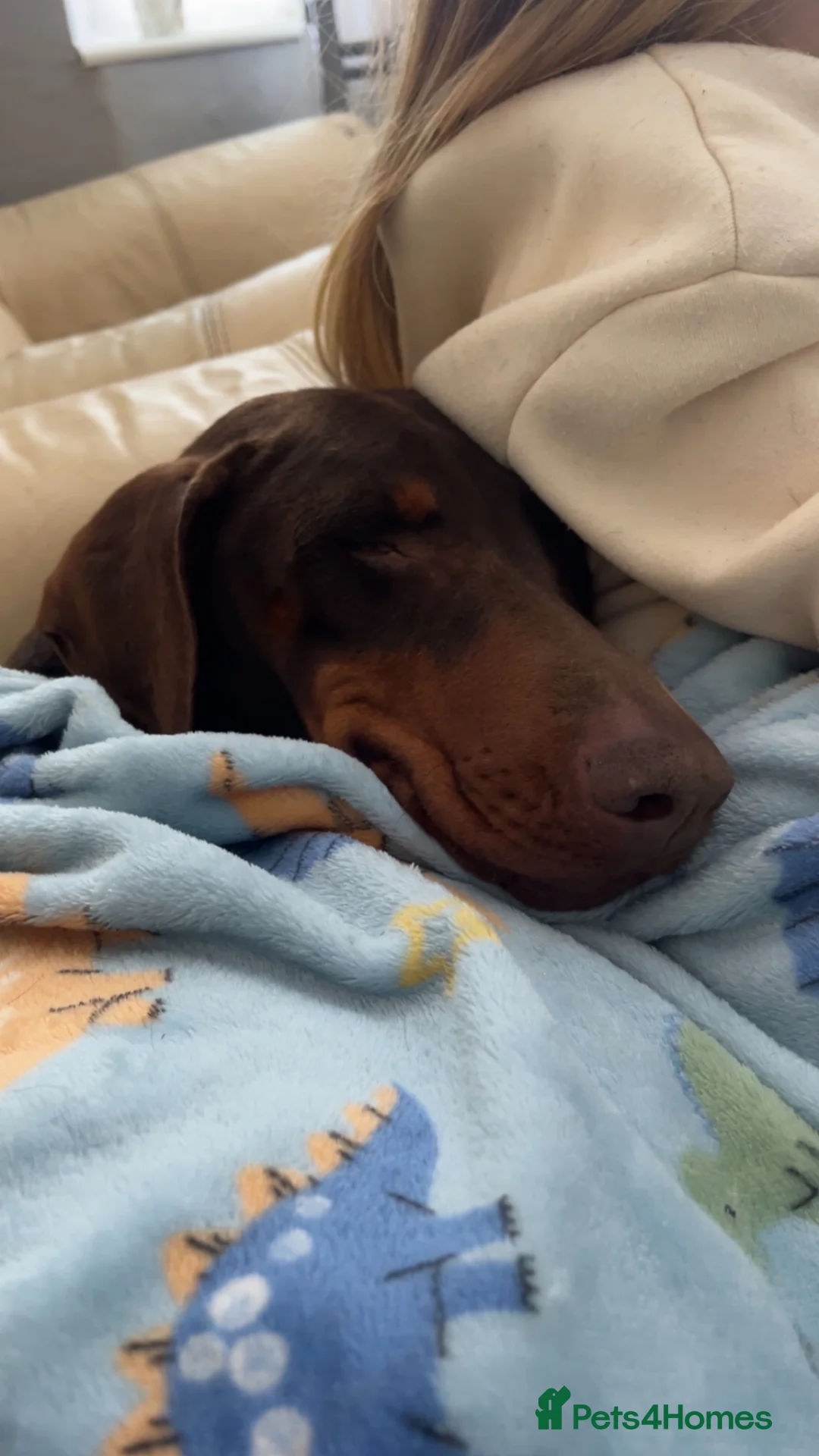 Dobermann dogs for sale: Pedigree Dobermann looking for a forever home.  in Wigston - Advert 2
