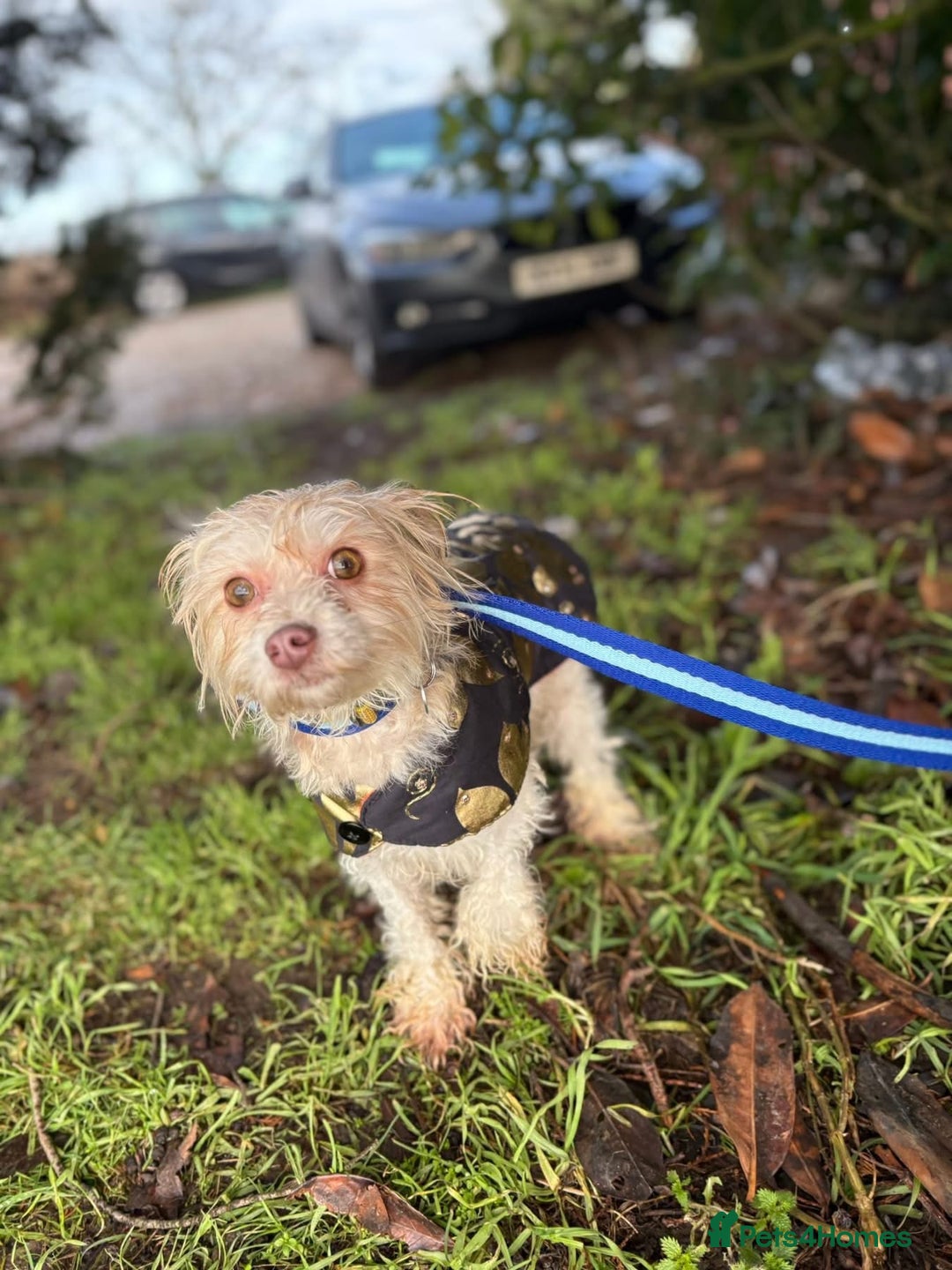 Mixed Breed dogs for adoption: Emerald - Hingham Norfolk  - Advert 11