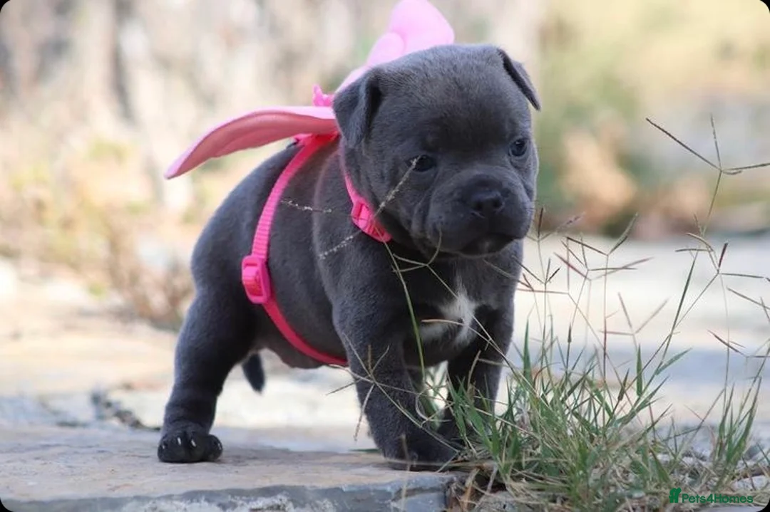 Staffordshire Bull Terrier dogs for stud: 📣THE 🔝 PRODUCING BLACK BLUE GENE CHAMPION IN UK  in Faversham - Advert 10