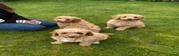 Cockapoo dogs for sale: Cockapoo Puppies!! 🐶  - Advert 1