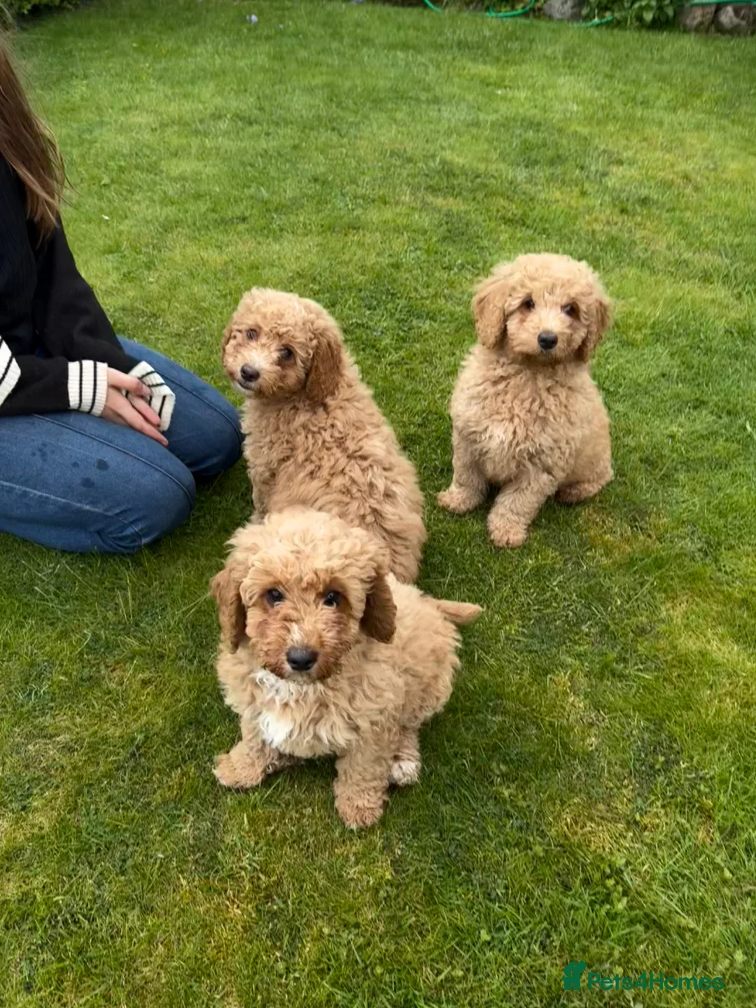 Cockapoo dogs for sale: Cockapoo Puppies!! 🐶  - Advert 1